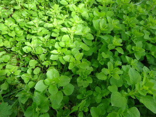 Obraz premium Vogelmiere - Stellaria media - Pflanzen