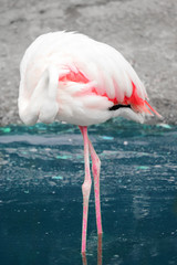 Naklejka premium flamingo