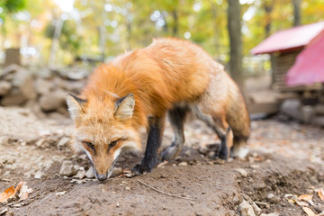 Lovely fox