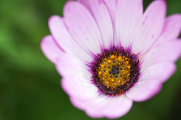 Beautiful white osteospermum with lilac and yellow in the middle in the garden, selective focus