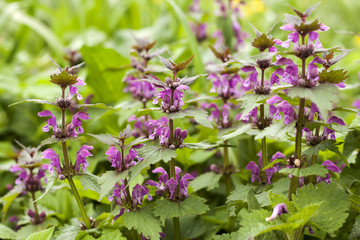 Lamium maculatum bloom