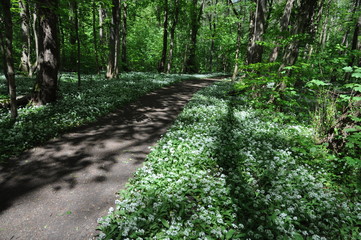 Obraz premium Bärlauch im Wald