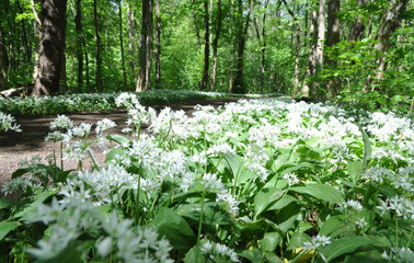 Bärlauch im Wald