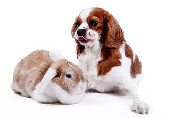 Dog bunny lop rabbit together. Animals pets loves each other.