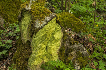 Stone in springtime mountain forest covered with fresh green moss as natural background