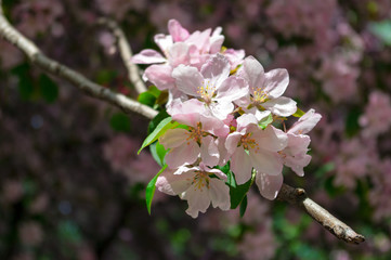 Flowering apple tree branch