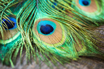 Cluster of eye-spotted tail peacock feathers