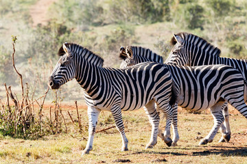 Fototapeta na wymiar Zebras walking together