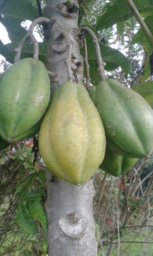 Papayuelas