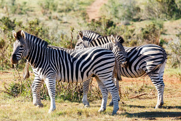 Fototapeta na wymiar Zebras standing together