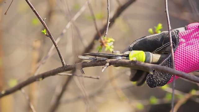 Pruning shrubs, a clicker holds in hand
