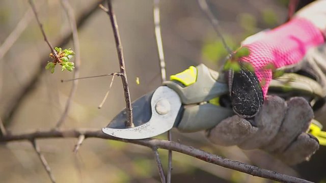 Pruning shrubs, a clicker holds in hand