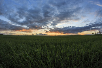 Feldarbeit im Frühling © mazolafoto