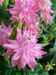 Fototapeta premium Pink Bursts 3