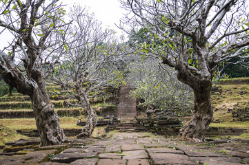 Fototapeta na wymiar Ancient stone road covered with dry scary looking tree tunnel in Vat Phou (or Wat Phu) - Khmer Hindu temple complex in Champasak Province, southern Laos