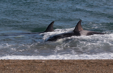Fototapeta premium Killer Whale, Orca, hunting a sea lion pup, Peninsula Valdez, Patagonia Argentina