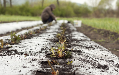 Planting frigo plants strawberry