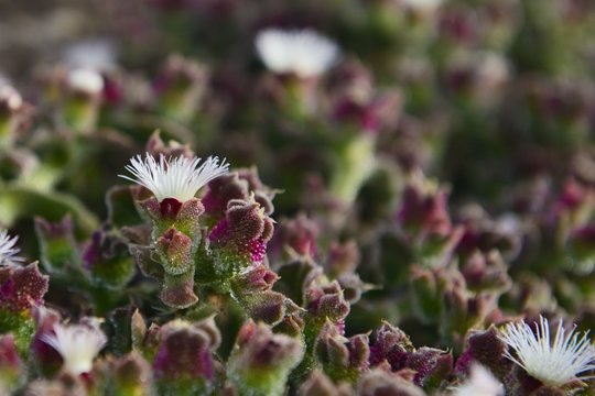 flower of the beach