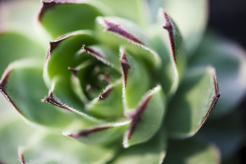 sempervivum, houseleek, close up