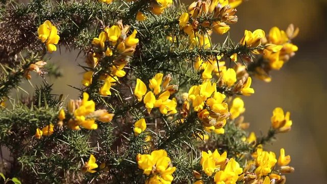 Gorse