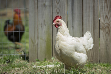White Chicken