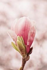 Blüte einer Magnolie - Magnolia  