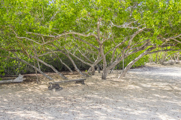 Trees Provide Shaded Area on Tortuga Beach in Santa Cruz, Galapagos Islands