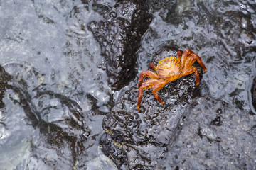 Sally Lightfoot Crab on Galapagos Islands