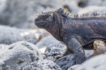 Marine Iguana in the Galapagos Islands