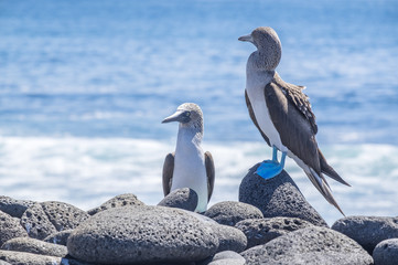 Pair of Blue-footed Boobies on the Lava Rocks by the Sea