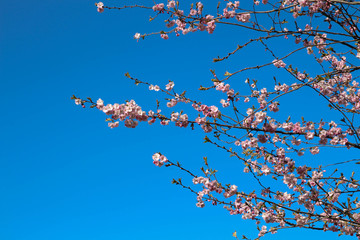 Sakura. Pink Cherry Blossom and Clear Blue Sky. Spring blossom