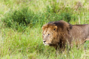 Fototapeta premium Hunting Lion Tanzania Africa
