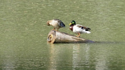 ducks on a lake water in nature