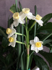Obraz premium Narcissus pseudonarcissu, narcissus, daffodil, flower, white, spring, hause plant, bloomherb, blom,