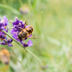 Buckfastbiene auf einem Lavendelzweig