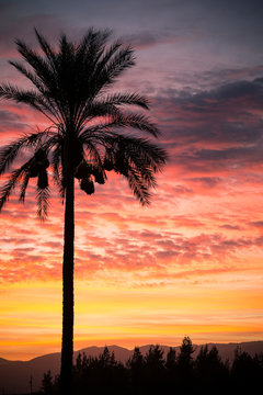 Silhouette of palm tree against pink sky