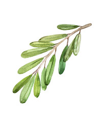 Olive tree branch with green leaves on white background, watercolor