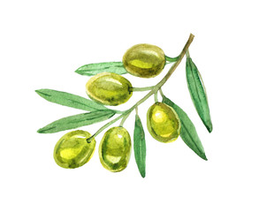  Green olives with leaves on white background, watercolor