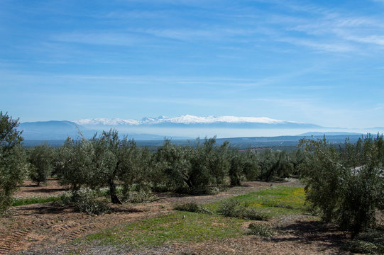 Idyllic view of olive tree plantation during springtime, in front of Sierra Nevada, Andalusia, Spain