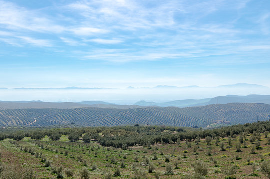 Idyllic view of olive tree plantation during springtime, in front of Sierra Nevada, Andalusia, Spain