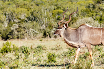Naklejka na ściany i meble Kudu walking in the field