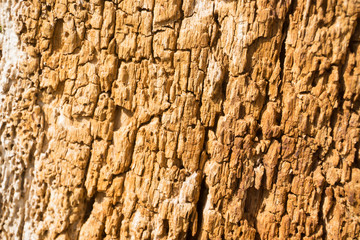 Old oak wooden texture, background wooden pattern, wild tree texture close up