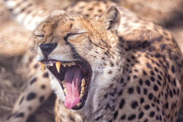 Close up portrait of snow leopard ounce yawning Panthera uncia