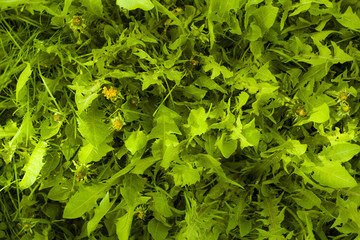 Fototapeta na wymiar Green plants. Background. Texture. Plants. grass.