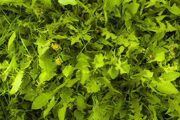 Green plants. Background. Texture. Plants. grass.