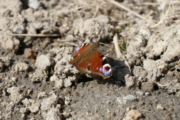 beautiful colorful butterfly on the ground