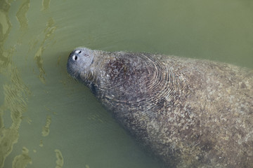 Manatee Surfacing