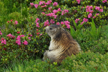 Alpejski świstak © Magorzata
