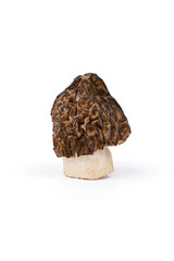Spring mushrooms morel. Morels isolated on white background.