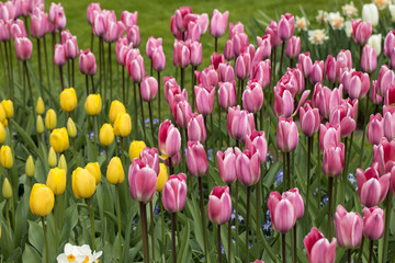 pink tulips flowers blooming in a garden